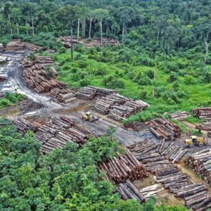 Deforestation illegal-logging-amazon-brazil