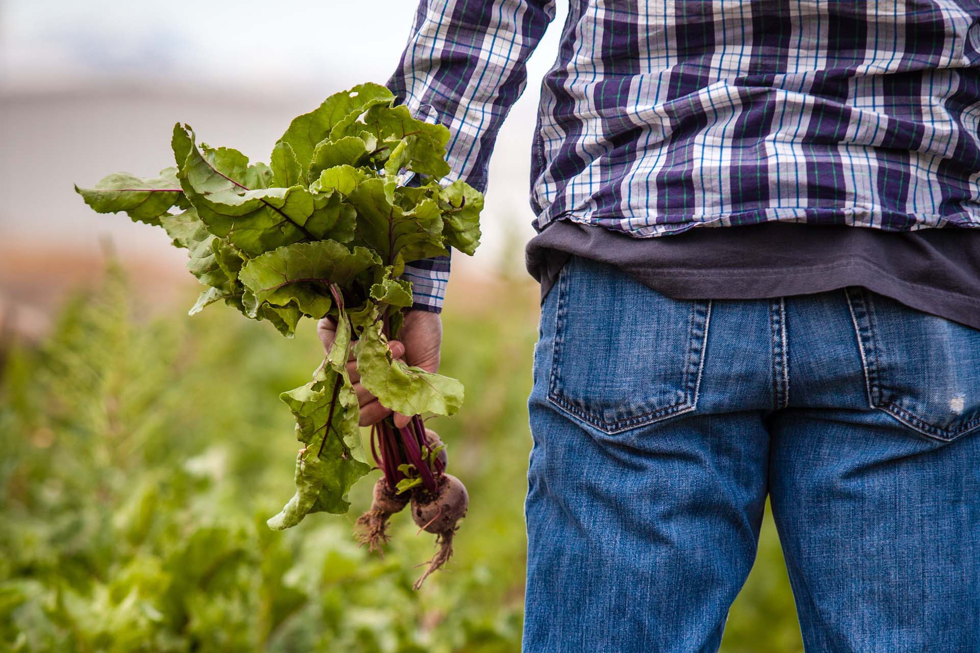 How The Farm To Fork Strategy Can Fix Our Food System Greens Efa