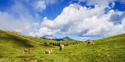 cows field mountain