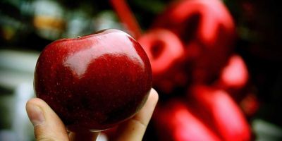 Red-Apple-CC-Hernan-Seoane