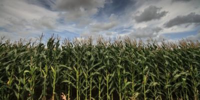 corn field©ferran pons