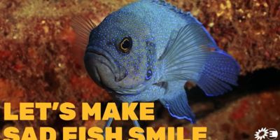 lets make sad fish smile