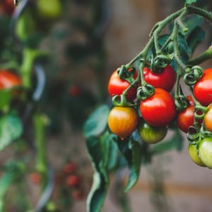 Fresh GMO free tomatoes
