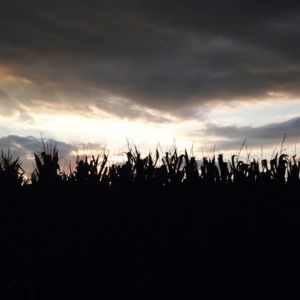 GMO Corn Filed Silhouete