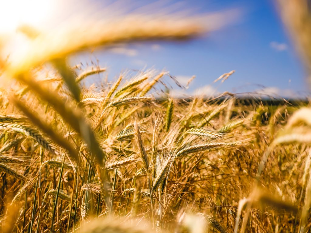 Close up of wheat field/ CC0 Raphael Rychetsky