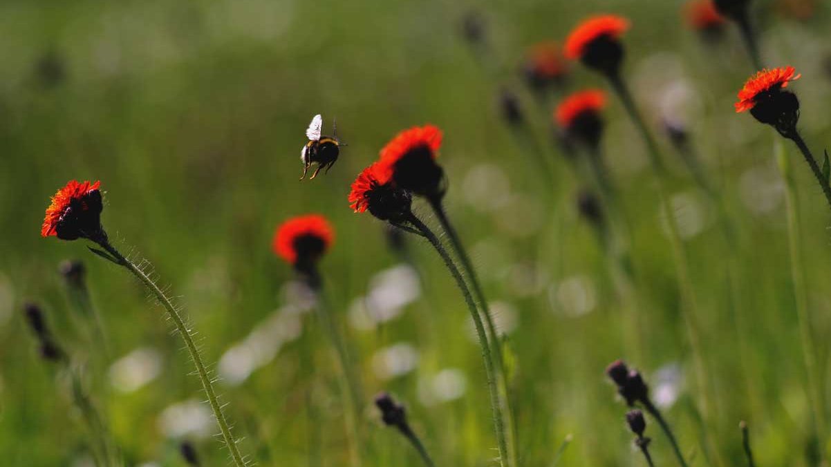 eu-nature-restoration-law-greens-efa