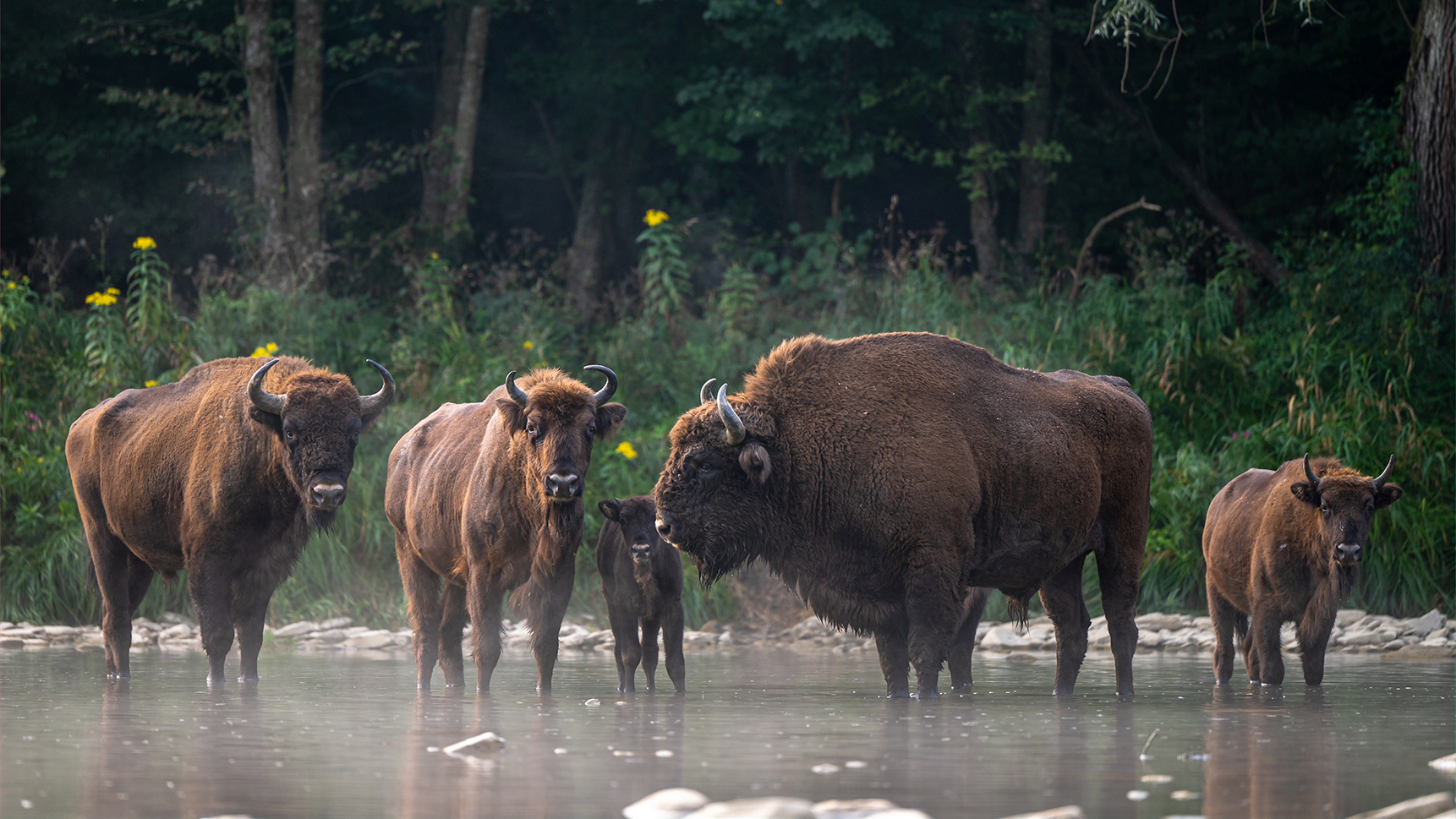 EU nature restoration law: How it can help bring back nature